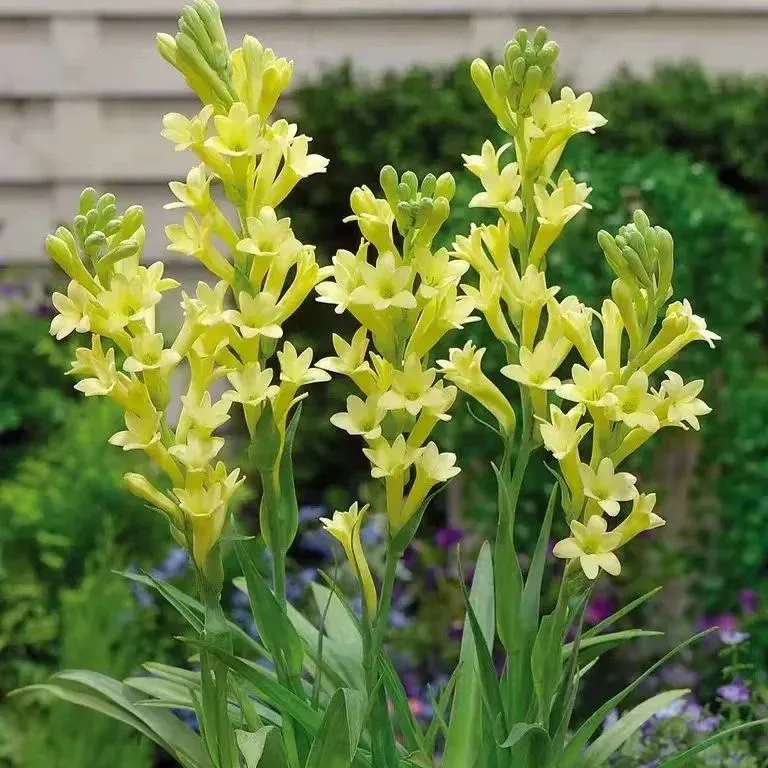 🔥【Limited Time Sale】Tuberose🌸 Bulbs! Enjoy 💥50% off, come by and grab it!