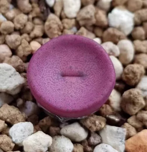 879. Conophytum bachelorum single head 0.7-0.9cm/ Lithops and Conophytum  /  Succulent plants / Garden landscape / Carefully select healthy plants