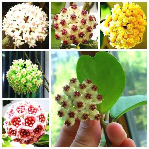 Egrow 20Pcs/Pack Hoya Seeds Potted Seed Hoya Carnosa Flower Seed Garden Plants Jonyparkseed®