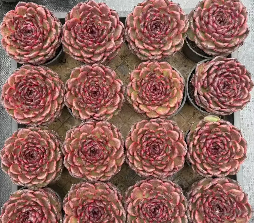 plant Aeonium Echeveria Haworthia  Caudex  Lithops Cactus  Agave 