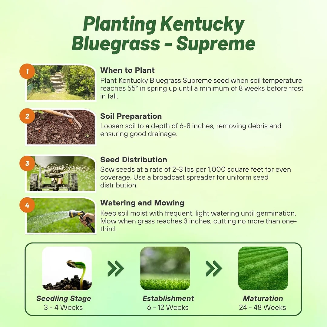 Kentucky Bluegrass - Supreme