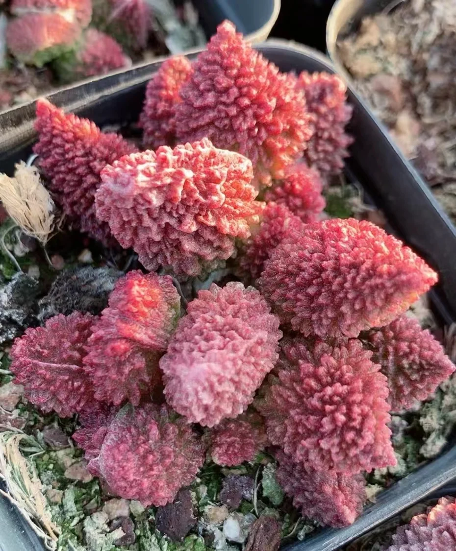 plant Aeonium Echeveria Haworthia  Caudex  Lithops Cactus  Agave 