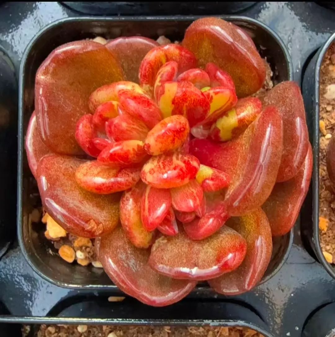 plant Aeonium Echeveria Haworthia  Caudex  Lithops Cactus  Agave 