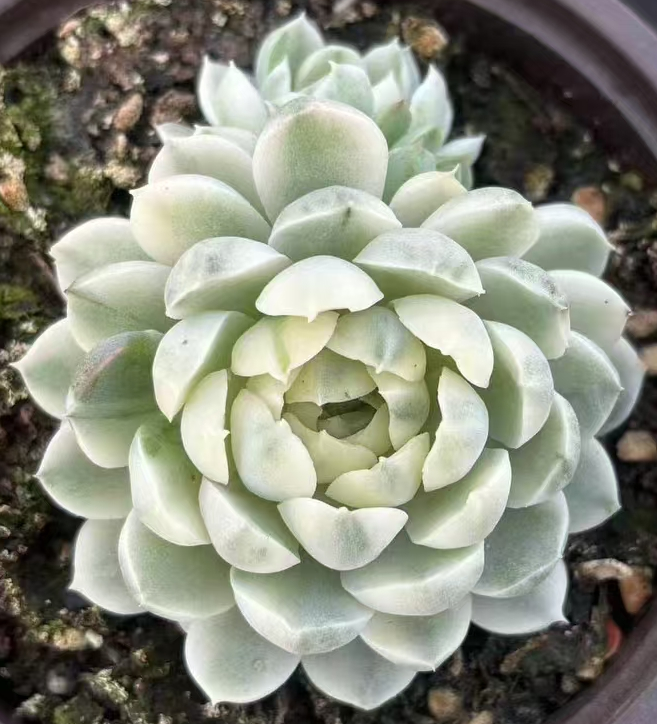 539.  Vanilla elegans Rose var. single head  5-7cm /Echeveria / Succulent plants / Garden landscape / Carefully select healthy plants