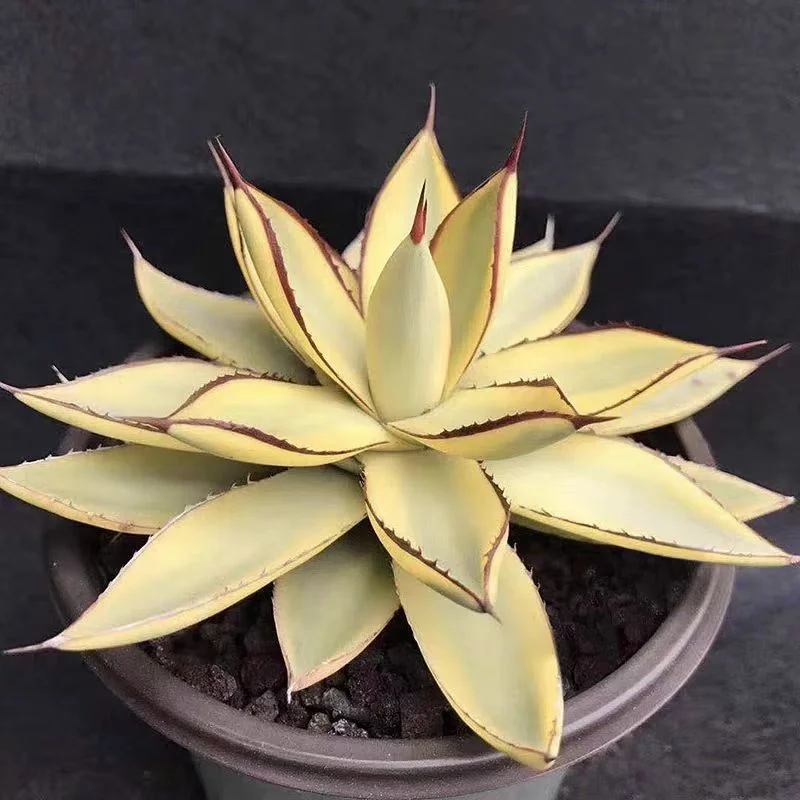 plant Aeonium Echeveria Haworthia  Caudex  Lithops Cactus  Agave 