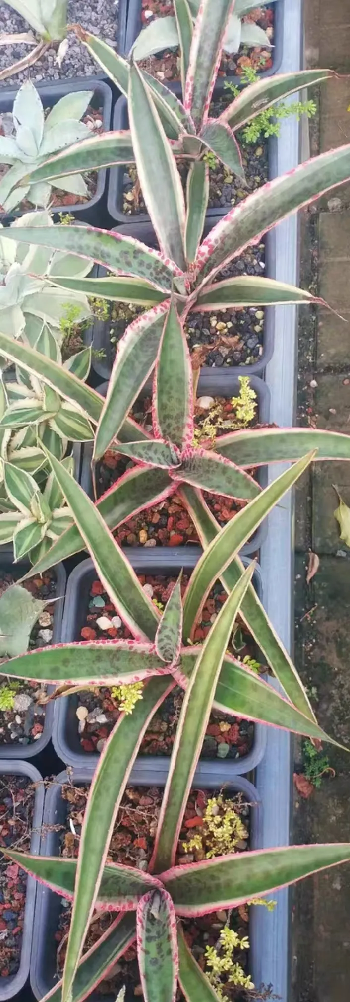 plant Aeonium Echeveria Haworthia  Caudex  Lithops Cactus  Agave 