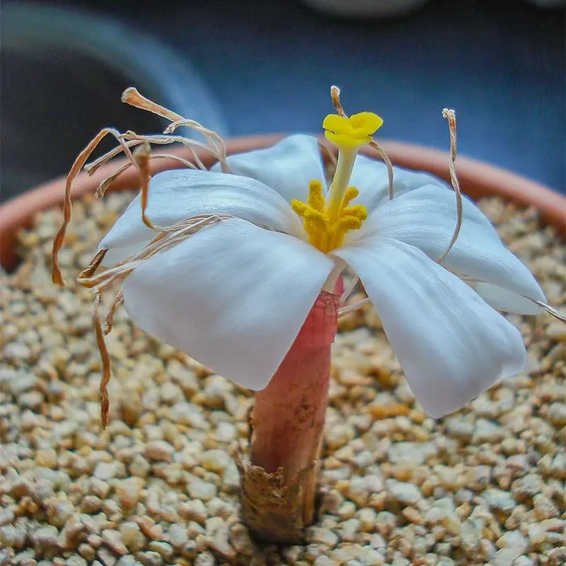 plant Aeonium Echeveria Haworthia  Caudex  Lithops Cactus  Agave 