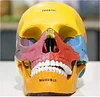 Medical Color Skull Model - 17 Removable Parts Anatomiemiemodelle Of The Human Skull Model Of The Anatomical Anatomy Of The Skull - For The Study Notification, Teaching Medical
