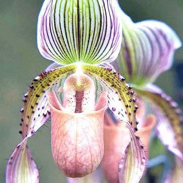 Sementes Orchid Seeds Flower Orchid Seeds For Home Garden Seeds