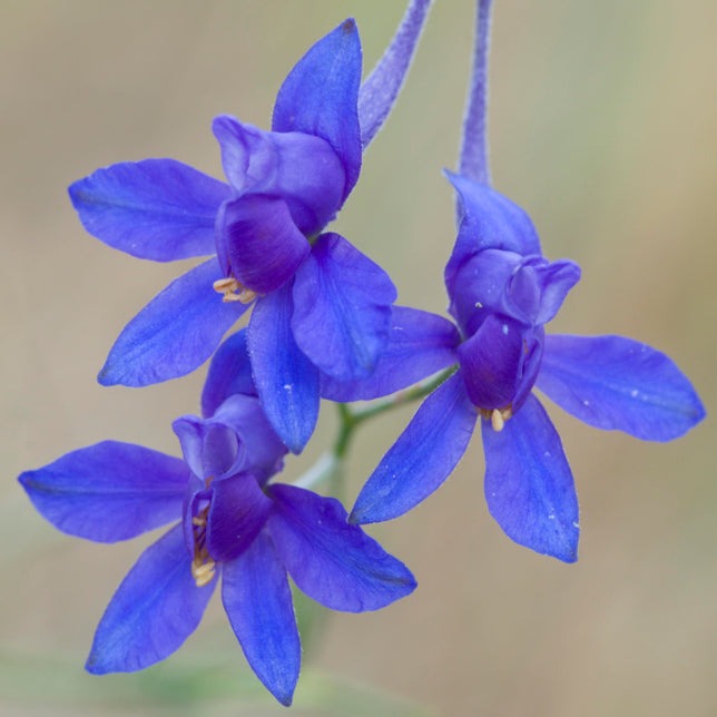 Larkspur Blue Cloud Flower | X 100 Seeds