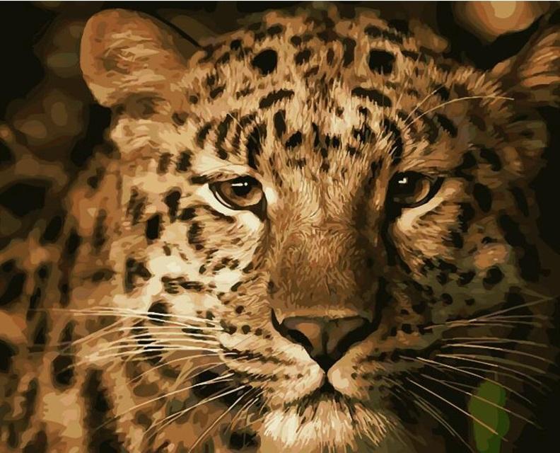 

Leopard – Paint By Numbers - 40*50CM, 501 Original