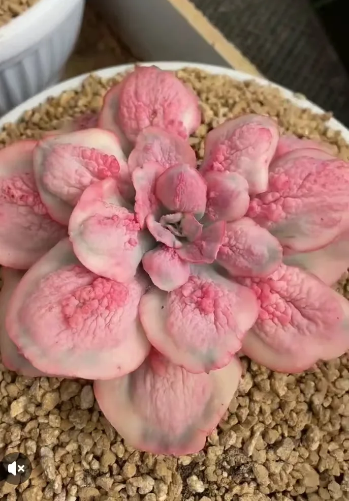plant Aeonium Echeveria Haworthia  Caudex  Lithops Cactus  Agave 