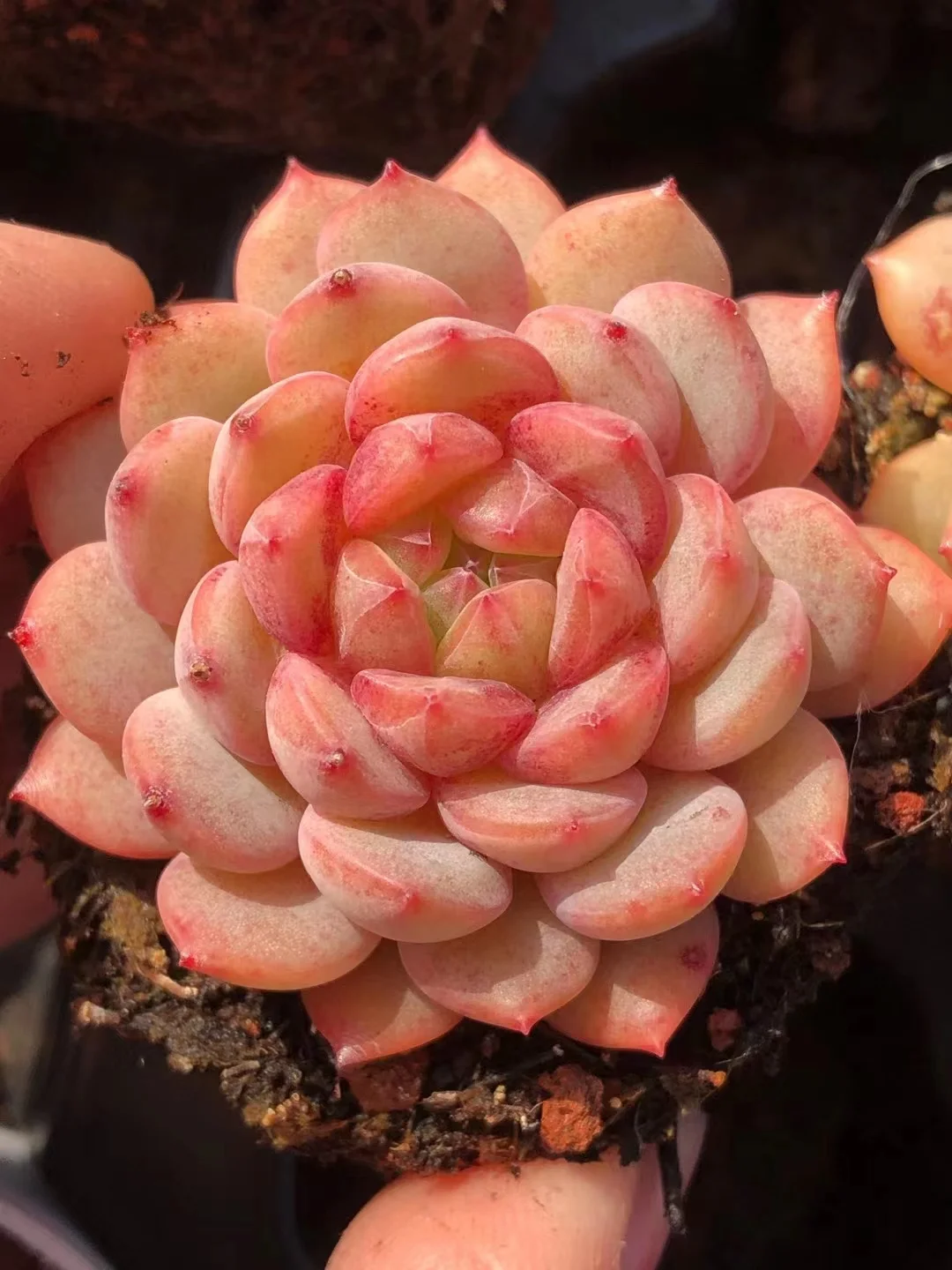 239.   Goldfinch   single head  2-3cm  /  Echeveria / Succulent plants / Garden landscape / Carefully select healthy plants