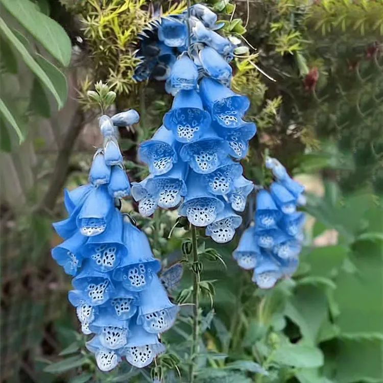 🔔Foxglove Flower Seeds