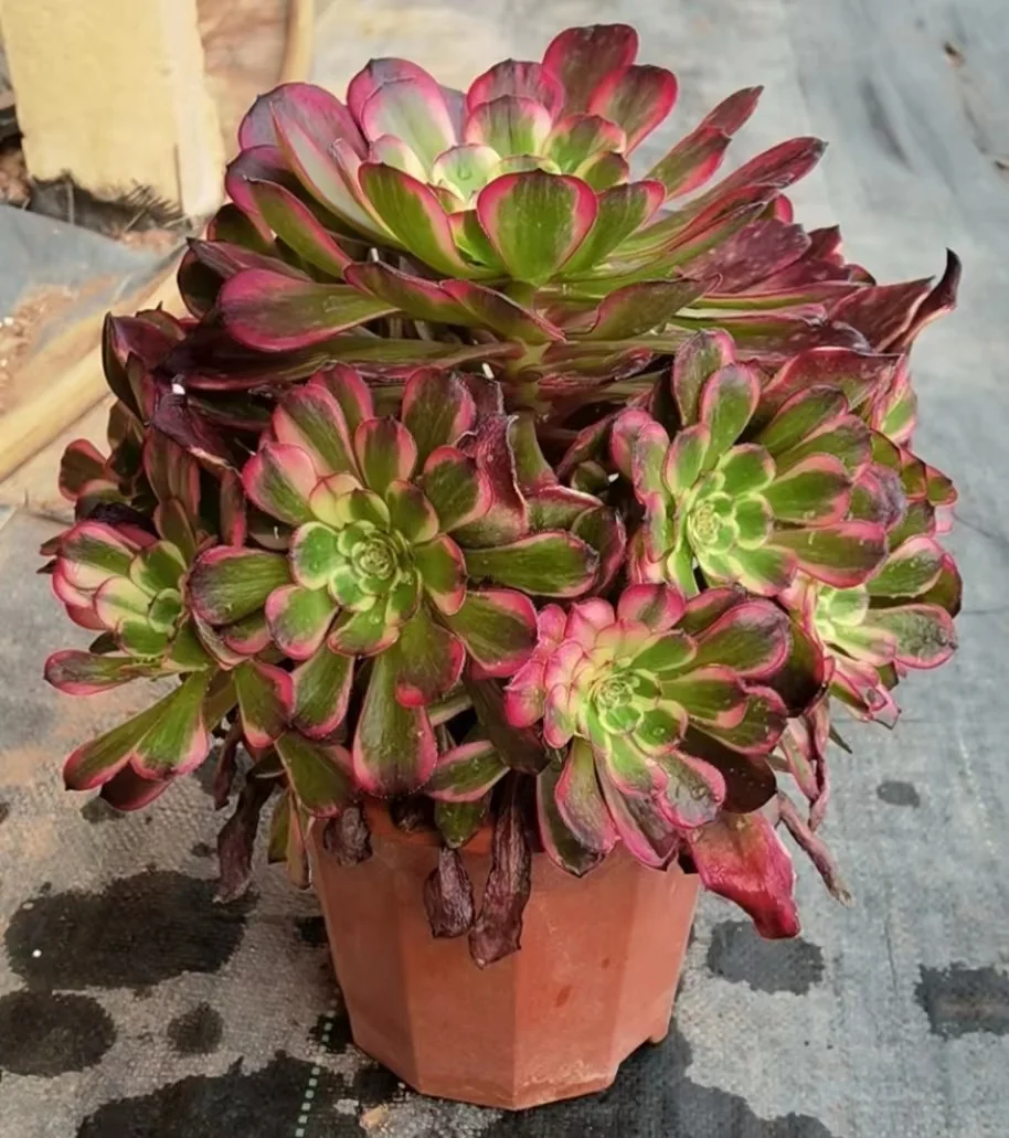 plant Aeonium Echeveria Haworthia  Caudex  Lithops Cactus  Agave 