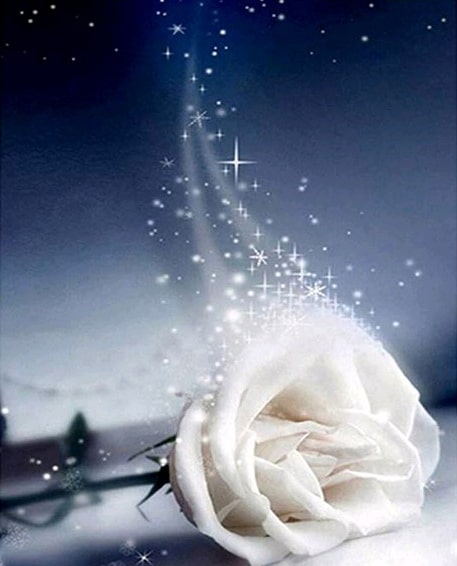 

Good Night White Rose – Paint By Numbers - 40*50CM, 501 Original