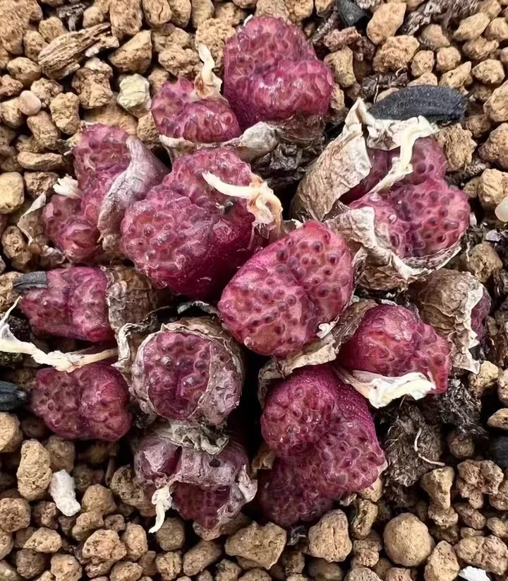 plant Aeonium Echeveria Haworthia  Caudex  Lithops Cactus  Agave 