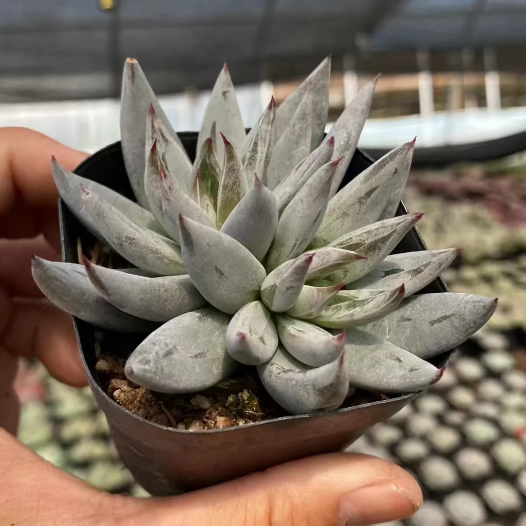 plant Aeonium Echeveria Haworthia  Caudex  Lithops Cactus  Agave 