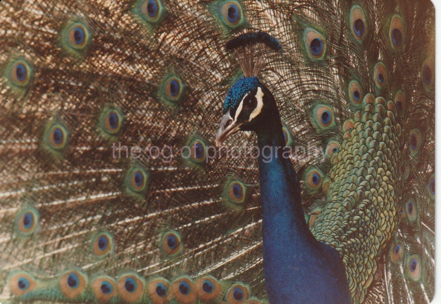 Peacock FOUND Photo Poster paintingGRAPH ColorOriginal Snapshot VINTAGE 811 34 I