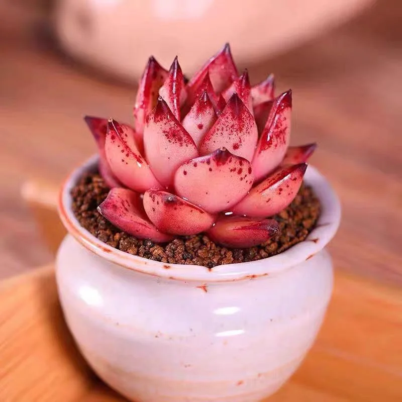 388.  Blood Romeo single head 5-6cm / Echeveria/ Succulent plants / Garden landscape / Carefully select healthy plants