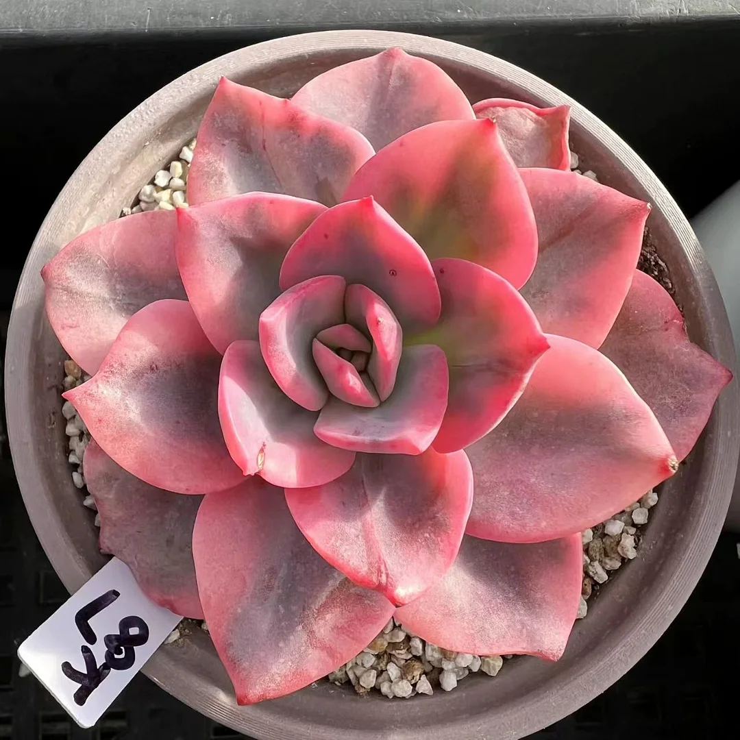 plant Aeonium Echeveria Haworthia  Caudex  Lithops Cactus  Agave 