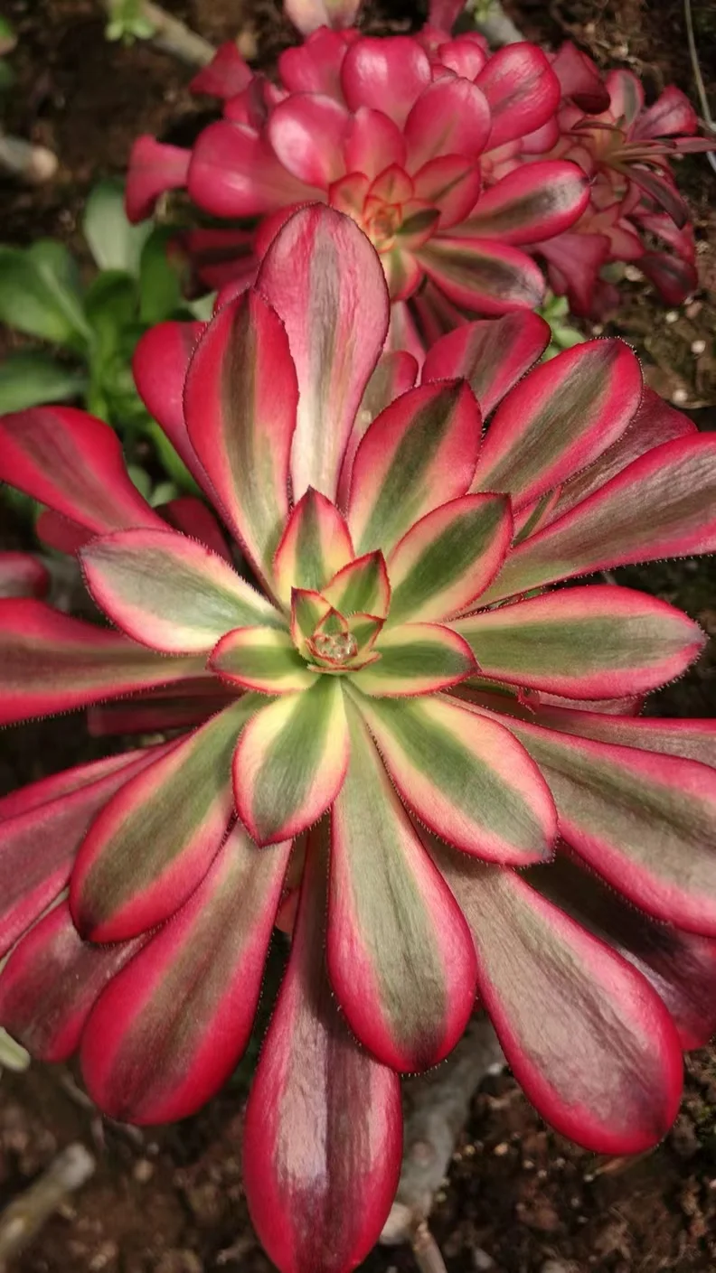 plant Aeonium Echeveria Haworthia  Caudex  Lithops Cactus  Agave 