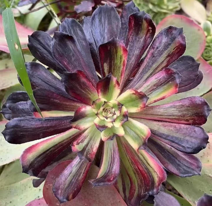 plant Aeonium Echeveria Haworthia  Caudex  Lithops Cactus  Agave 