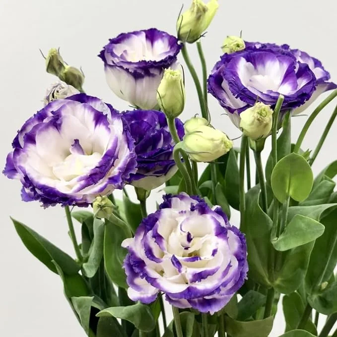 💐Lisianthus - A Sincere and Immutable Love