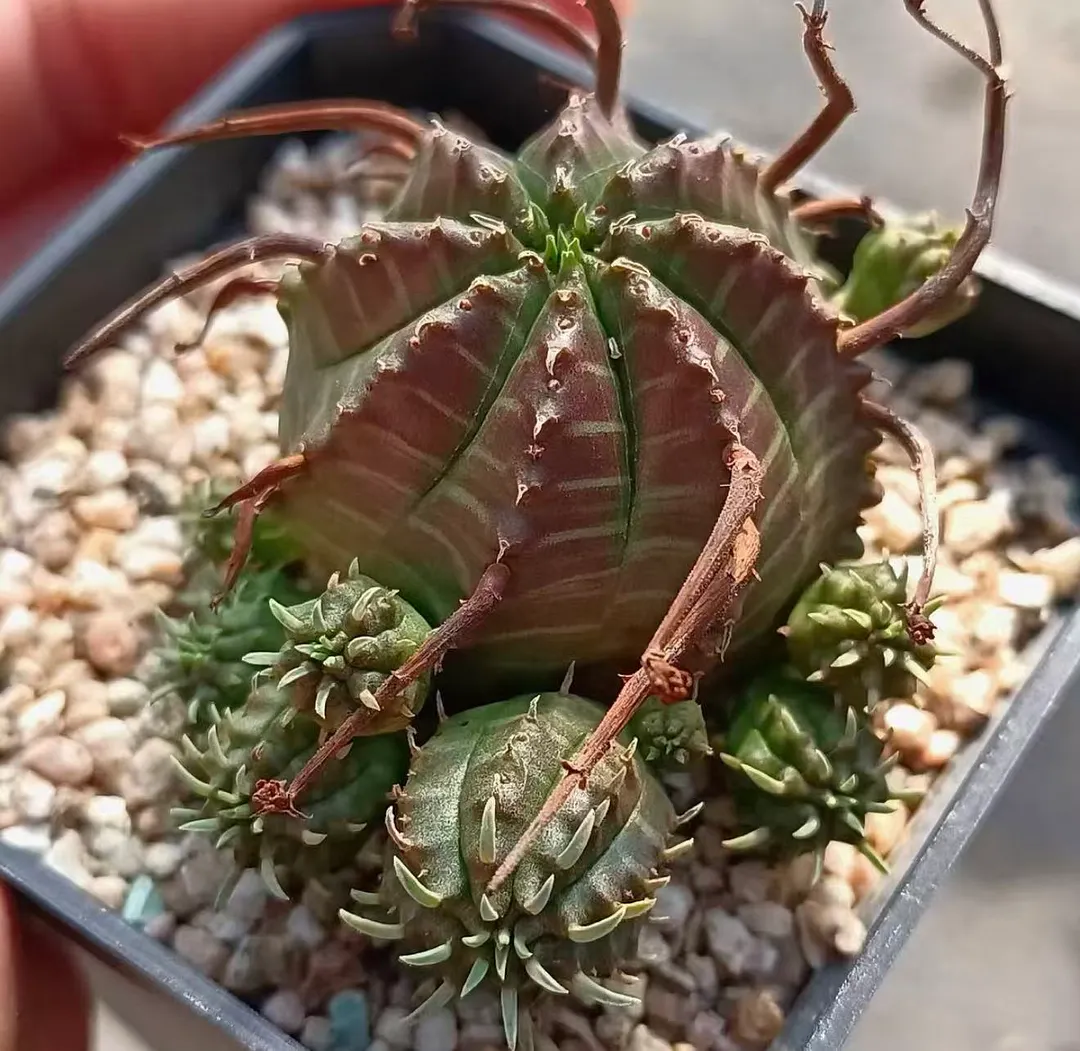 plant Aeonium Echeveria Haworthia  Caudex  Lithops Cactus  Agave 