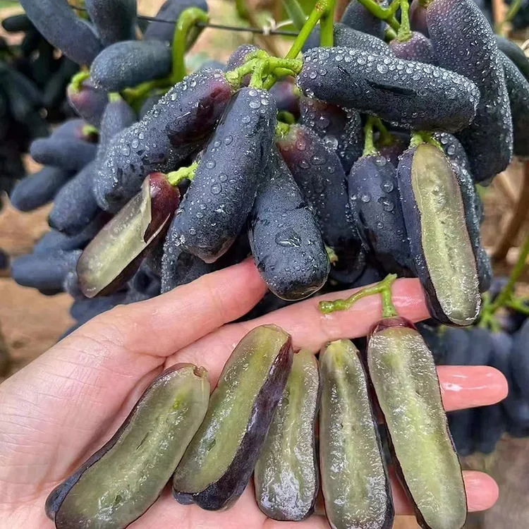 Rare Sapphire Grape🍇Seeds