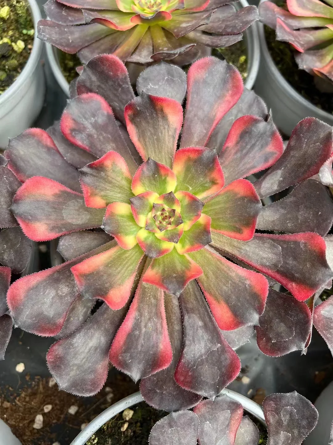 269.  Fireworks   single head and cutting /Aeonium plants/ Succulent plants / Garden landscape / Carefully select healthy plants