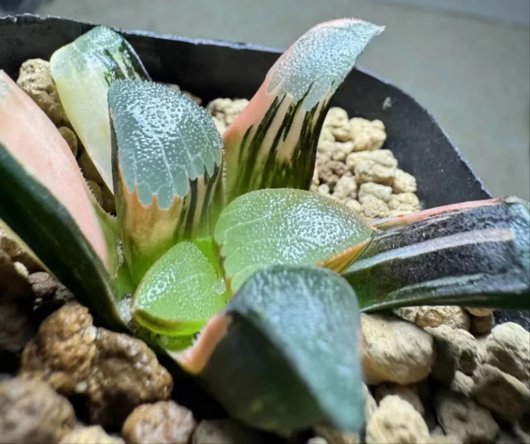 plant Aeonium Echeveria Haworthia  Caudex  Lithops Cactus  Agave 