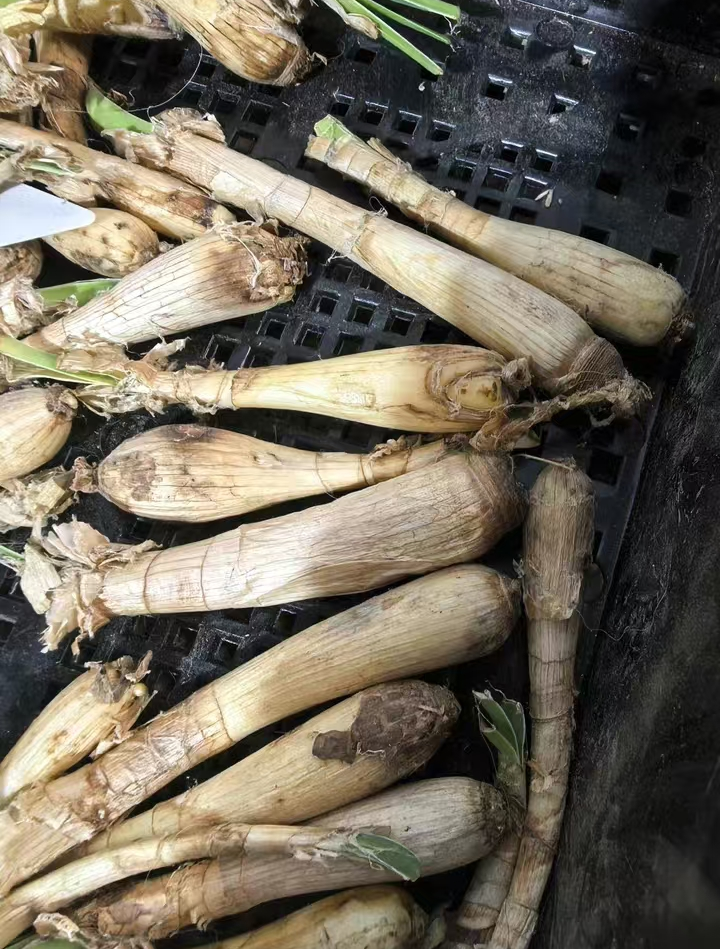 plant Aeonium Echeveria Haworthia  Caudex  Lithops Cactus  Agave 