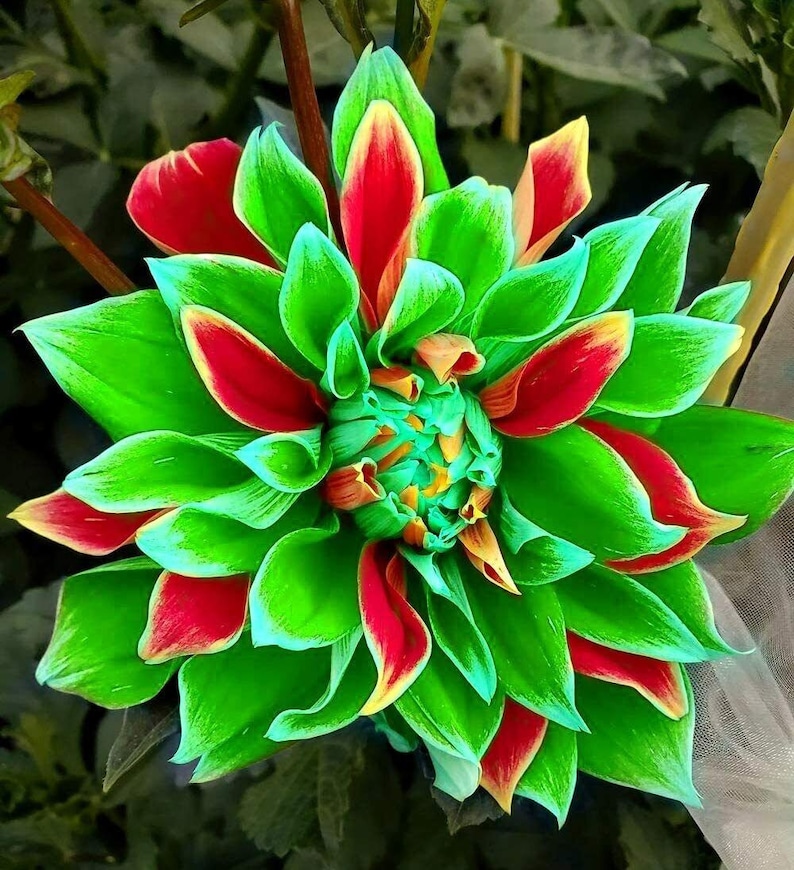 Dahlia 50 Seeds Flowers Dahlia Double Mix Mixed Rainbow Colour image 4