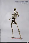 COOMODEL NOBS011 THE HUMAN SKELETON DIECAST ALLOY 1/6 Model