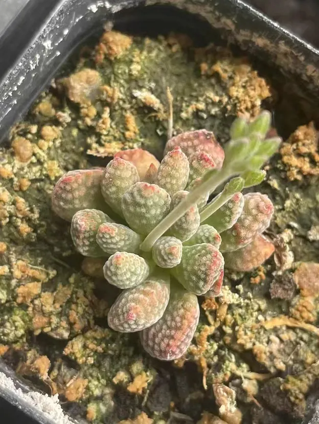 plant Aeonium Echeveria Haworthia  Caudex  Lithops Cactus  Agave 