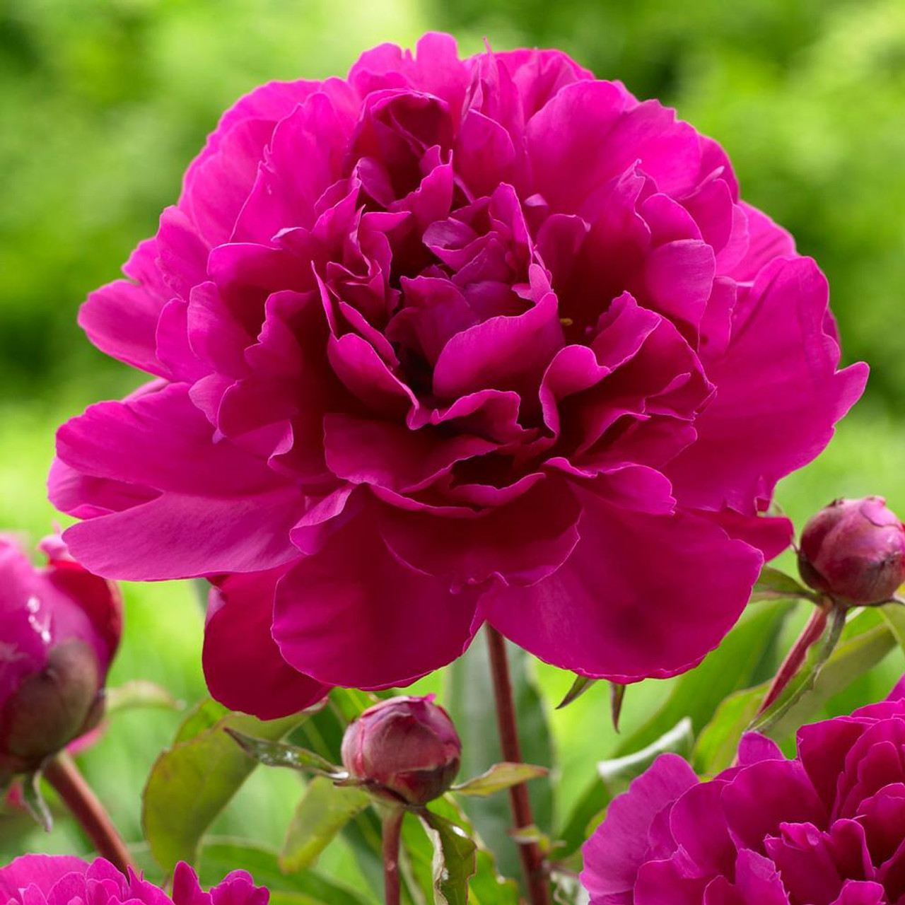 Peony Seeds Jonyparkseed®