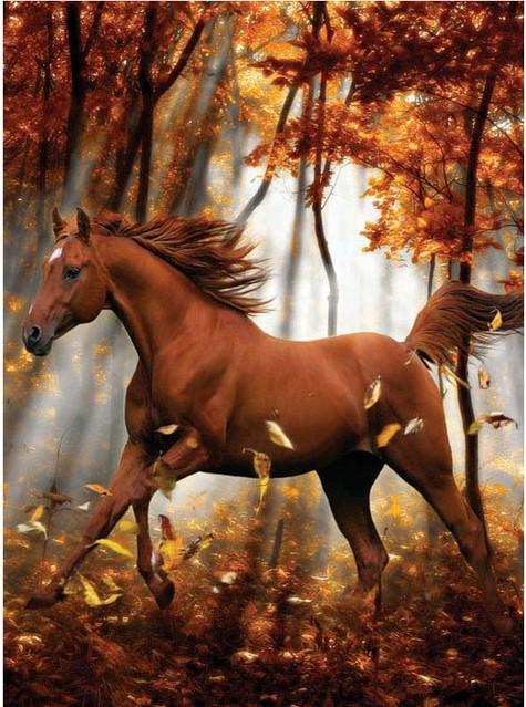 

Horse in Autumn – Paint By Numbers - 40*50CM, 501 Original