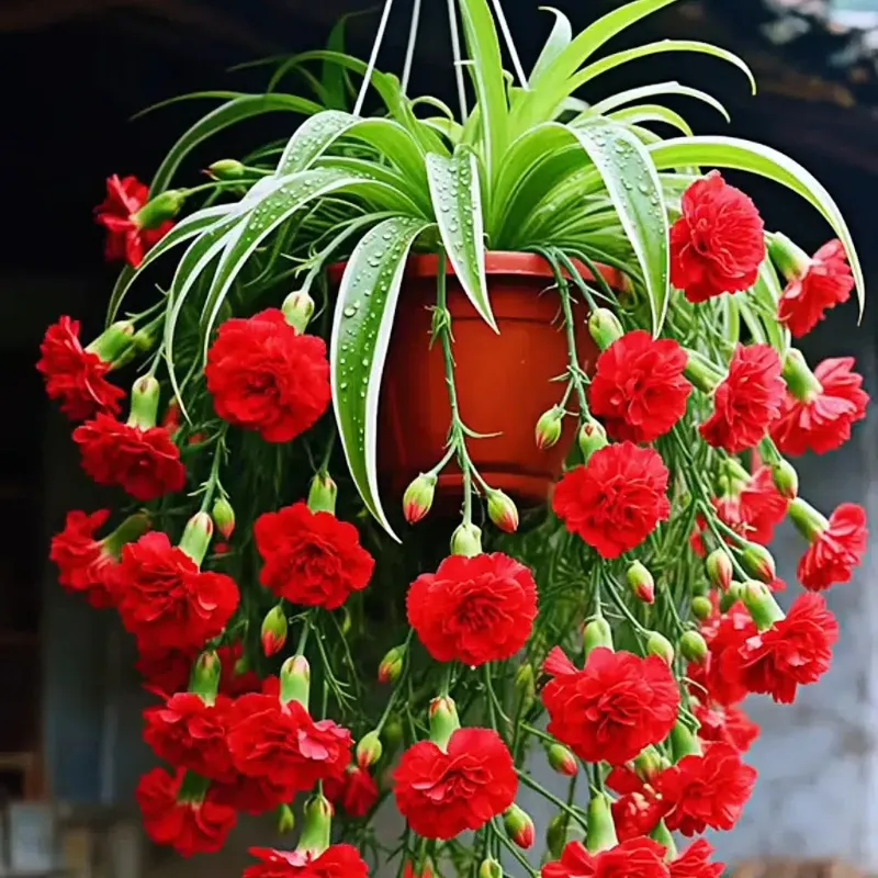 Grand Bloom Spider Plant Seeds/Bulbs 💐 Nature's Hanging Masterpiece of Color & Grace