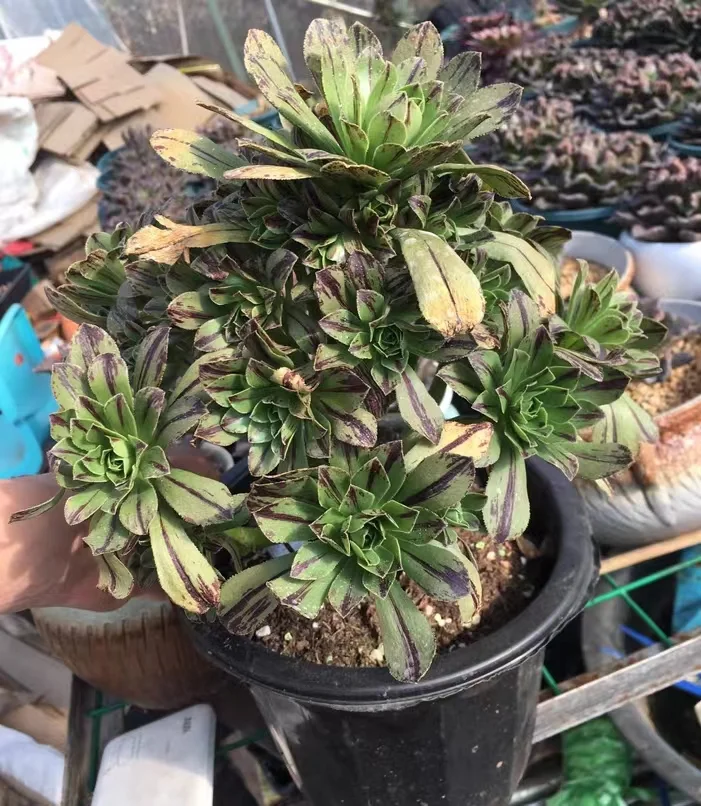 6. Green fire cluster 20-25cm 12 heads cluster/Aeonium cluster / Aeonium plants / Garden landscape / Carefully select healthy plants