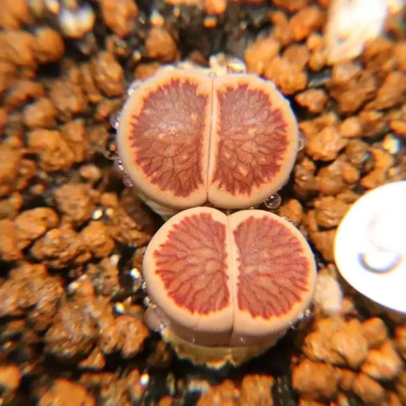 plant Aeonium Echeveria Haworthia  Caudex  Lithops Cactus  Agave 