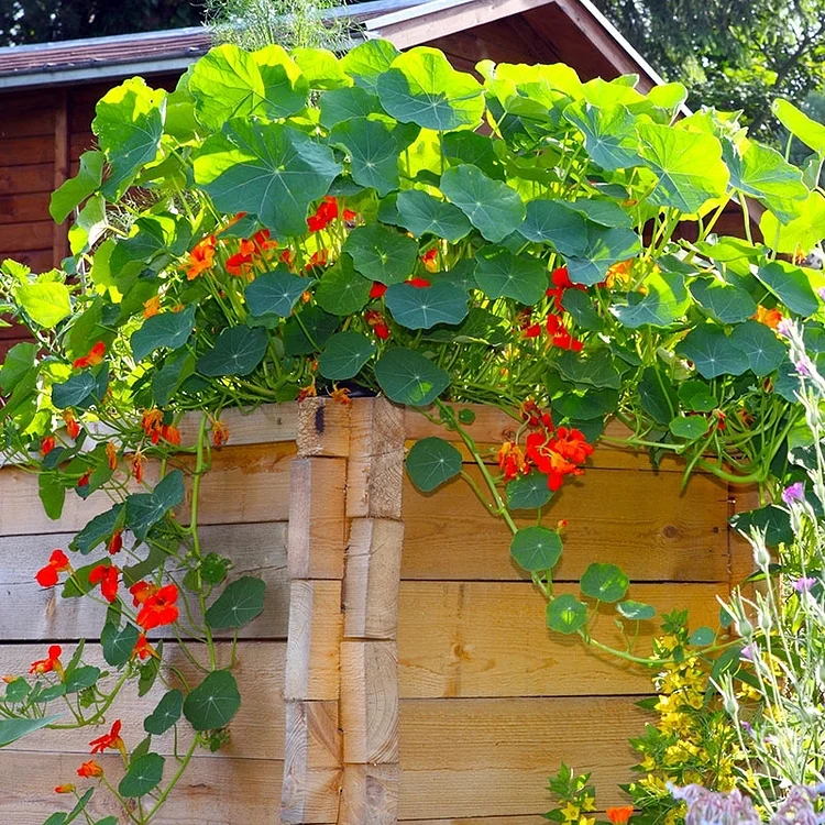 Nasturtium Perennial Seeds