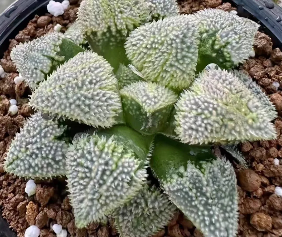 plant Aeonium Echeveria Haworthia  Caudex  Lithops Cactus  Agave 