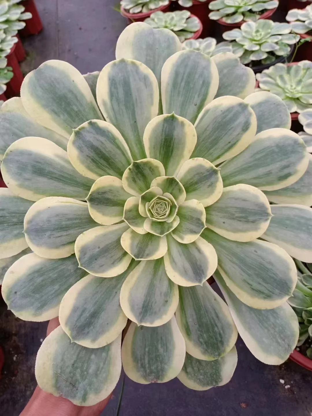   150. Aeonium canariense white brocade single head and cutting/ Aeonium plants / Garden landscape / Carefully select healthy plants