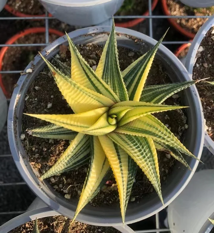 plant Aeonium Echeveria Haworthia  Caudex  Lithops Cactus  Agave 