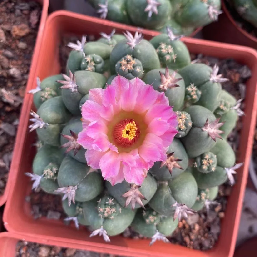 plant Aeonium Echeveria Haworthia  Caudex  Lithops Cactus  Agave 