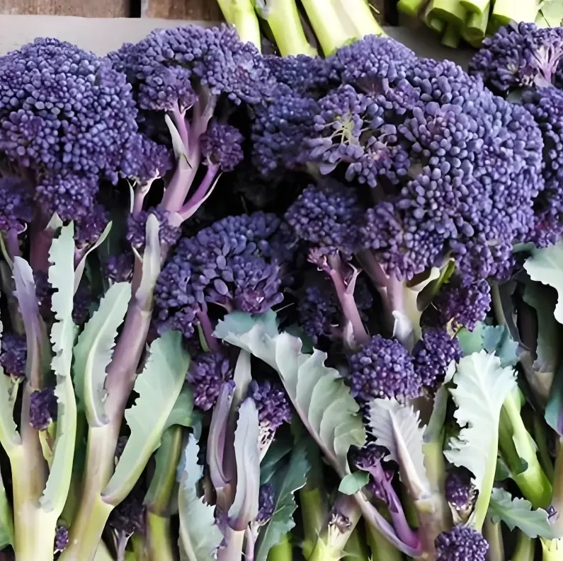 🥦 Easy to Grow, Hard to Resist – Broccoli Stem Seeds for Every Home Garden