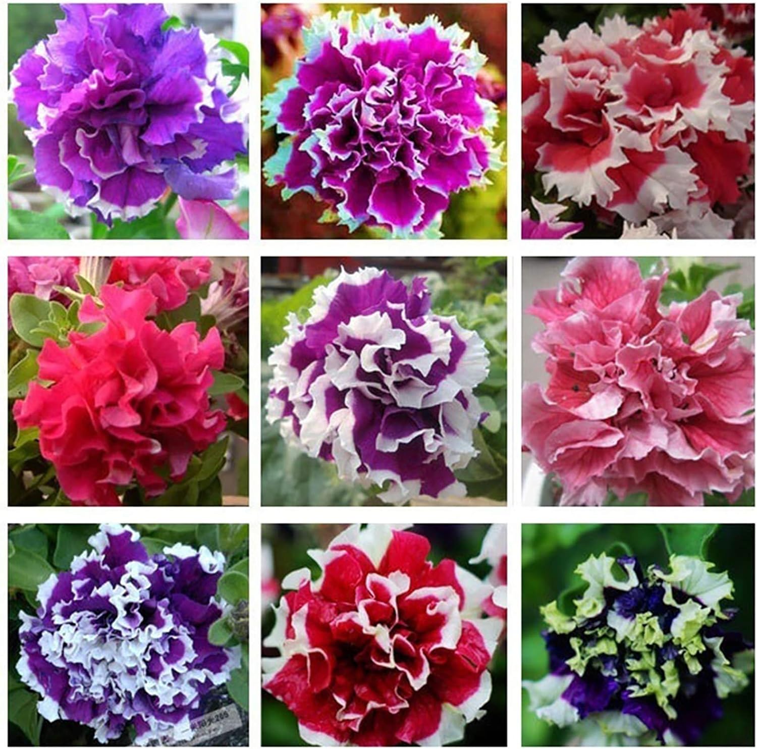 Flowers Seeds Petunia Pirouette Mix F1  Jonyparkseed®