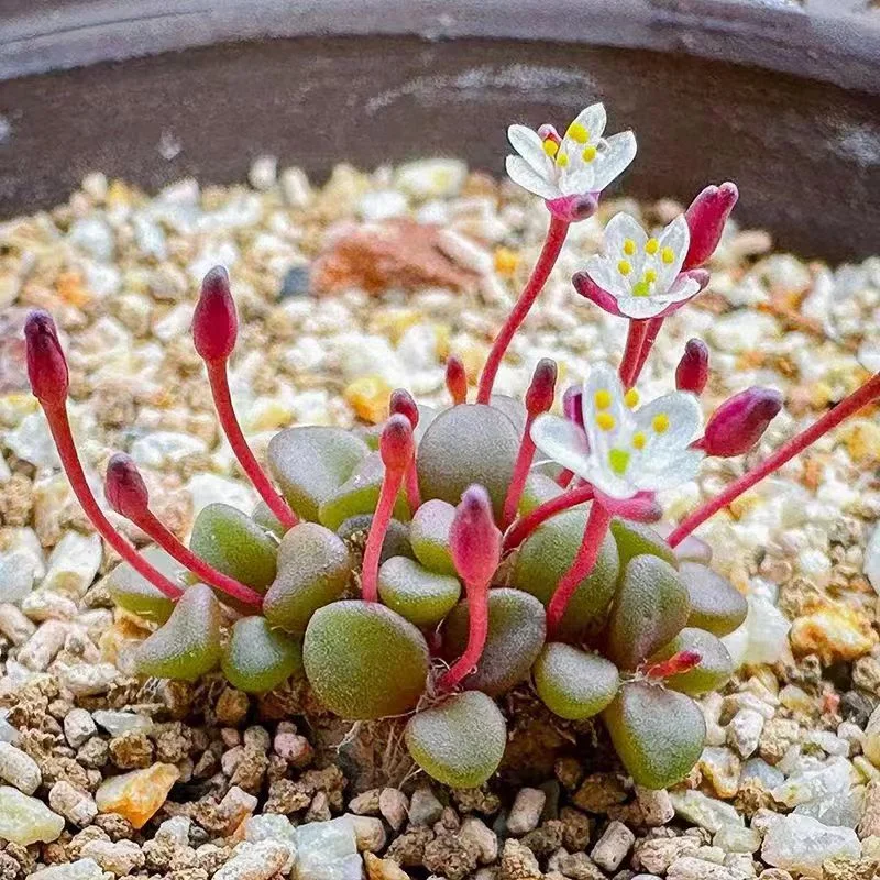 955. Anacampseros comptonii 1-1.5cm/Caudex/ Succulent plants / Garden landscape / Carefully select healthy plants