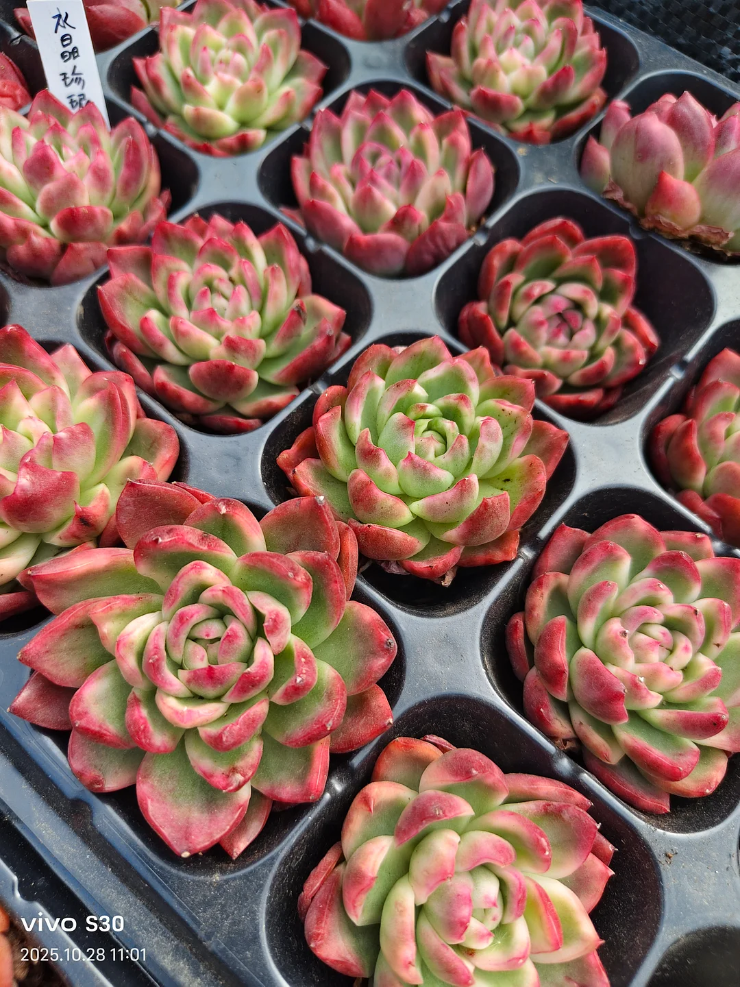 plant Aeonium Echeveria Haworthia  Caudex  Lithops Cactus  Agave 